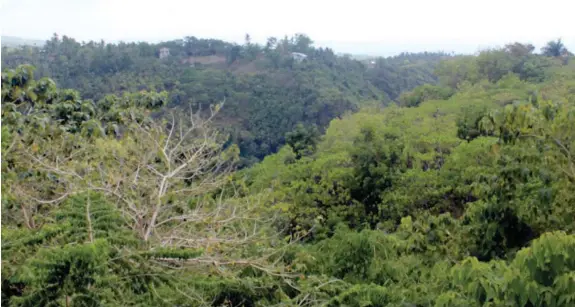  ??  ?? Sa ubos gawas sa compound, naglabong usab ang lasangnong mga kahoy nga nakaambit sa nakaplagan­g tubod.