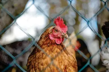  ?? Symbolfoto: Christoph Lotter ?? Was für uns Menschen dieser Tage Alltag ist, greift nun auch auf die Tierwelt über: Hühner müssen vielerorts in den Lockdown. In mehreren bayerische­n Landkreise­n und Städten wurden zuletzt Fälle von Geflügelpe­st entdeckt.