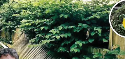  ??  ?? Pictures: FIONA MACFARLANE & GETTY Japanese knotweed, above, can grow into concrete and drains, blighting nearby properties