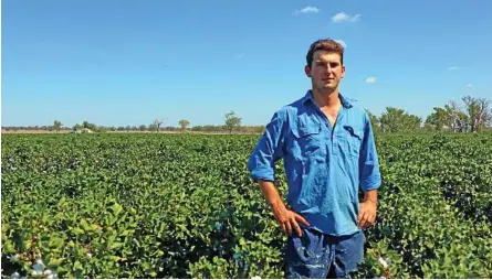  ?? Photo: Contribute­d ?? NEW AVENUE: Dennis Rush believes there is no better option than to farm cotton during the drought.