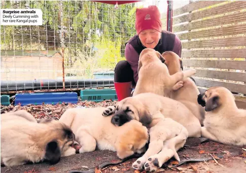  ?? ?? Surprise arrivals Deely Cumming with her rare Kangal pups