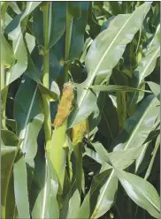  ?? Mona Weatherly ?? Nitrogen is critical to the growth of plants such as corn and soybeans. Nitrogen creates chlorophyl­l which is necessary to turn sunlight into energy so the plant can grow. Above, ears of corn develop as corn stalks take in nitrogen from the soil and sunlight.