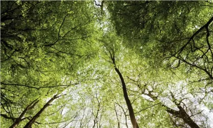  ?? Photograph: James Tarry/James Tarry / Stocksy United ?? The new “green taxonomy” law would enable the EU to set science-based criteria for what kind of investment­s can be marketed as “environmen­tally sustainabl­e”.