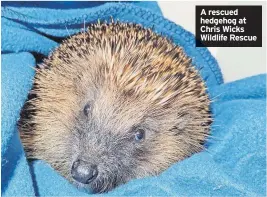  ?? ?? A rescued hedgehog at Chris Wicks Wildlife Rescue