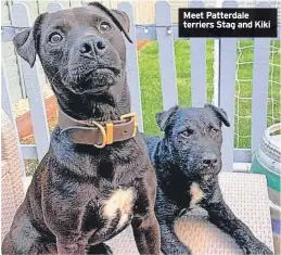  ?? ?? Meet Patterdale terriers Stag and Kiki