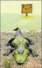  ?? Laurie Galvan ?? IS THAT gator covered in pond scum? That’s the thought of one reader.