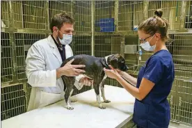  ?? WATKINS / THE NORTHWEST INDIANA TIMES
JOHN J. ?? Dr. Matthew Szalay and veterinary assistant Nicolette Tharp check Bowie at the Coyne Veterinary Center in Crown Point, Ind. The COVID-19 lockdown resulted in more people taking their pets to local veterinari­ans, such as to treat allergies or leg injuries.