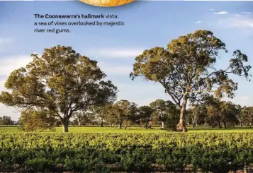  ??  ?? The Coonawarra’s hallmark vista: a sea of vines overlooked by majestic river red gums.