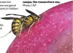  ?? Photo / AP ?? People should learn to live with wasps, the researcher­s say.