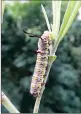  ??  ?? Caterpilla­r of Gomphocarp­us physocarpu­s