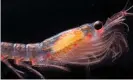  ?? Photograph: Justin Hofman/Alamy ?? Antarctic krill is a commodity much prized by the health supplement industry.