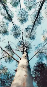  ??  ?? Recent research by hydrologis­t Claudia Brites showed that gum tree plantation­s had lowered the groundwate­r table water along parts of the lake’s western shores by as much as 16m over a 13-year monitoring period. She calculated that each gum tree used...