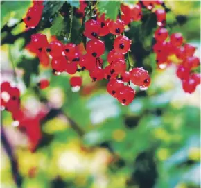  ??  ?? If making jelly, redcurrant­s are best picked while they are dry