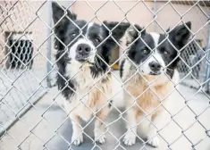  ??  ?? Two stray dogs brought in Sunday look out from their pen at the Santa Fe Animal Shelter & Humane Society. The shelter says it sees a greater influx of strays during the week of July Fourth.