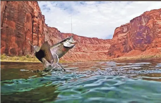  ??  ?? A rainbow trout jumps in the air after being hooked by a fly fisherman on the Colorado River near Marble Canyon. MICHAEL CHOW/THE REPUBLIC