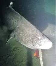  ?? MARINE INSTITUTE OF MEMORIAL UNIVERSITY / THE CANADIAN PRESS ?? A rare Greenland shark is shown in this photo provided by researcher­s from the Marine Institute at Memorial University in Newfoundla­nd.