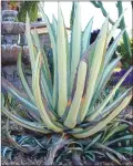  ??  ?? Old mother agave surrounded by a bevy of “pups” to take over when she dies flowering. (Maureen Gilmer/TNS)