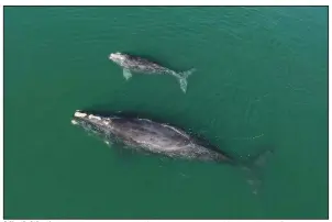  ?? (AP/Georgia Department of Natural Resources) ?? A North Atlantic right whale mother and calf swim in January near Wassaw Island, Ga.