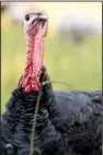  ?? Special to the Democrat-Gazette ?? The Spanish Black breed of turkey is a heritage variety that reaches a standard weight of 33 pounds.
