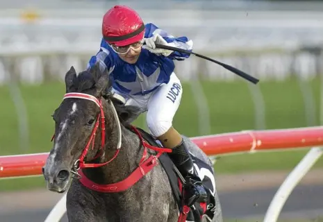  ?? PHOTO: NEV MADSEN ?? HOW GOOD WAS THAT: Skye Bogenhuber celebrates her win on Greyt Start in the augural Pat O’Shea Plate at Clifford Park in 2015.