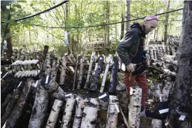  ?? Foto: Niklas talqvist ?? Vid Kääpä forests farm experiment­erar Alm Nyman med odling av flera olika slags svampar. En del björkstump­ar är ympade med shiitake, de växer snabbt men kräver först specialbeh­andling för att processen ska komma i gång.