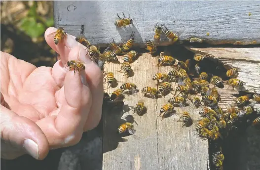  ?? PHOTOS: MICHAEL S. WILLIAMSON/THE WASHINGTON POST ?? Brenda Kiessling embraces Darwinian beekeeping, a practice she spent nearly a decade reading about and researchin­g.