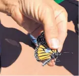  ??  ?? A monarch butterfly is tagged just prior to being released in White Rock. Tagging helps answer questions about migration pathways and overwinter­ing sites in Mexico or coastal California.