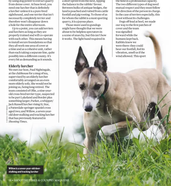  ??  ?? Willow is a seven-year-old deerstalki­ng and tracking lurcher