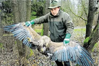  ?? Martin Ábel (na snímku) se zprvu domníval, že orel mořský zahynul přirozenou smrtí. Při nálezu druhého mrtvého dravce ale začal pochybovat. FOTO ARCHIV MARTINA ÁBELA ?? Myslivecký hospodář