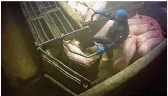  ??  ?? Sur cette image extraite de la vidéo, on voit un salarié en train de donner des coups de pied à un animal. Il assène également des coups avec aiguillon électrique.