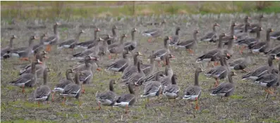  ?? (Special to The Commercial/Richard Ledbetter) ?? Numerous specklebel­ly geese often land in dry fields across the Delta.