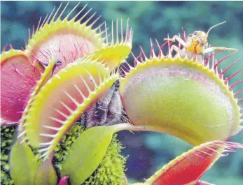  ?? FOTO: ANDRZEJ GRYGIEL/DPA ?? Bei Berührung der stachelför­migen Borsten klappt die Falle zu: Auf diese Weise verschling­en fleischfre­ssende Pflanzen ihre Beute. Auf dem Speiseplan stehen unter anderem Insekten.