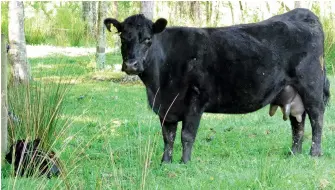  ??  ?? Cows with huge teats can pose problems for newborn calves. I was not convinced that this cow's calf had suckled, despite the shiny appearance of her teat. I had seen the calf mouthing the teat repeatedly, but she may have only licked it clean.