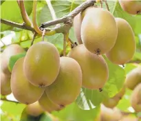  ?? Photo / NZME ?? 2022’s export kiwifruit are the worst since the taste and quality of the fruit was likened to potatoes in the early 2000s.