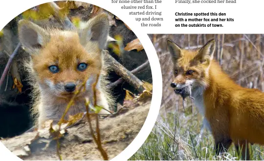  ??  ?? Christine spotted this den with a mother fox and her kits on the outskirts of town.