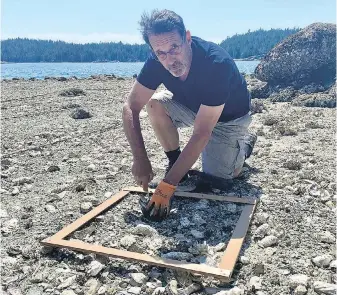  ?? ROCHELLE BAKER, NATIONAL OBSERVER ?? Cortes Island shellfish farmer Dave Nikleva surveys the damage after a recent heat wave decimated his oysters.