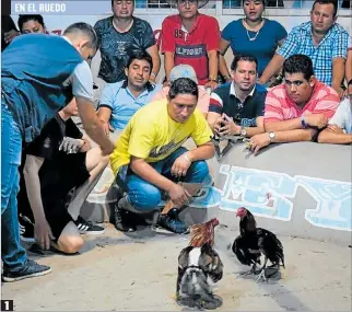  ??  ?? 1
1. Coso. Los dueños de las aves entran también a la arena mientras se desarrolla una pelea.