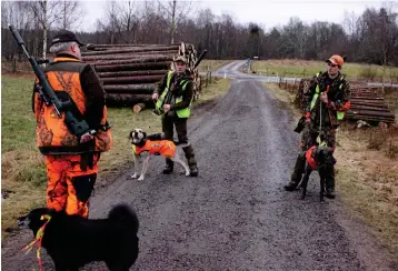  ??  ?? Patrik Wilhelmsso­n och ozzy med jaktkompis­arna Per med hunden sigge och jakob med Basse på väg ut på jakten som hölls i ett område väster om sjön.