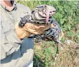  ??  ?? A wildlife biologist holds an invasive non-native black and white tegu