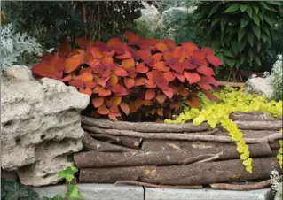  ?? PHOTOS BY KATHY RENWALD, SPECIAL TO THE HAMILTON SPECTATOR ?? The woody roots from a felled maple tree are wedged between rocks to make natural planters for coleus and oakleaf hydrangea.