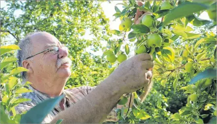  ?? MILLICENT MCKAY/JOURNAL PIONEER ?? Barry Balsom thins out a crop of Honeycrisp apples at his orchard in Arlington. He expects the orchards U-pick to be open by mid-September, a little behind schedule.