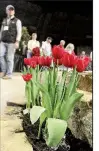  ?? Arkansas Democrat-Gazette/ CELIA STOREY ?? Ice keeps tulips in a demonstrat­ion garden perky in Barton Coliseum.