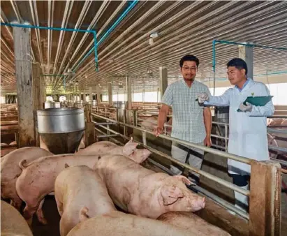  ?? ?? CP Cambodia brings skills and techniques in raising pigs that ensure the highest quality and greatest yields.