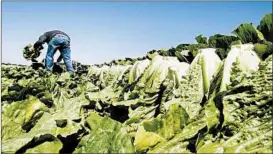  ?? PAUL SAKUMA/AP ?? No common grower, supplier, distributo­r or brand for the tainted lettuce has been found.