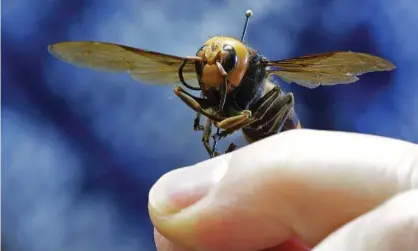  ?? Photograph: Ted S Warren/AP ?? An Asian giant hornet from Japan is held on a pin by Sven Spichiger, an entomologi­st with the Washington state department of agricultur­e, last year.