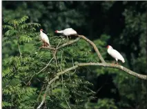  ?? ZHANG YUEMING / FOR CHINA DAILY ?? Three crested ibis rest at a national reserve in Hanzhong, Shaanxi province.