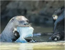  ?? POSTMEDIA NEWS ?? Otters — and the fish they feed on — are plentiful in the rivers of the Pantanal wetlands.