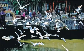  ?? LI JINHONG / CHINA NEWS SERVICE ?? Gulls twist and turn over the Daguan River in Kunming, Yunnan province, on Wednesday. According to researcher­s, about 40,000 of the birds come to the city’s Dianchi Lake area every year from Siberia when the weather turns cold. They typically start...