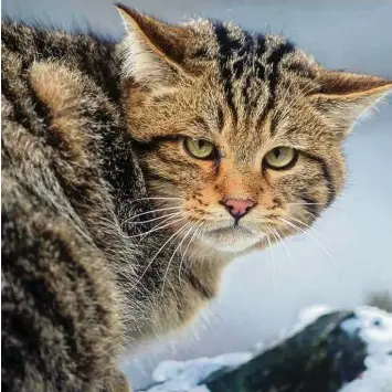  ?? Foto: Thomas Stephan, Bund Naturschut­z ?? Selbst Experten tun sich mitunter schwer, eine Wildkatze von einer Hauskatze zu unterschei­den. Generell wirken Wildkatzen kräf tiger, zudem haben sie einen buschigen Schwanz mit Kringeln und schwarzem Ende.