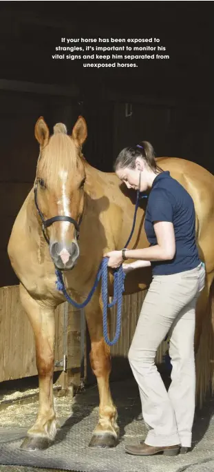  ??  ?? If your horse has been exposed to strangles, it’s important to monitor his vital signs and keep him separated from
unexposed horses.